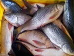 Rohu Fish রুই মাছ, রুই মাছের দাম বাংলাদেশ,rohu fish price in bd, rohu fish, labeo rohita price in bd, labeo rohita price in bangladesh,